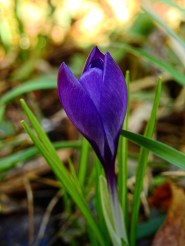 crocus